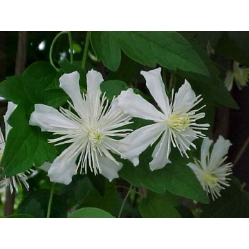 Clematis'Paul Farges'